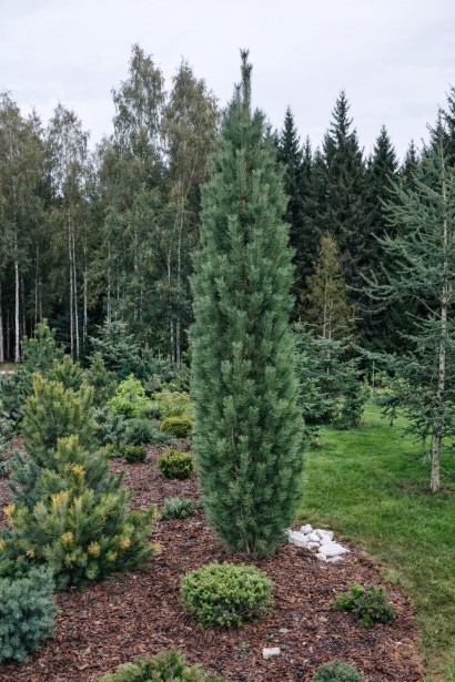 Сосна веймутова Стоу Піллар